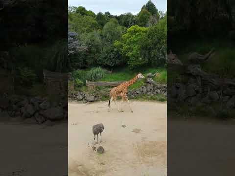 Giraffe at Auckland Zoo #pinoy #shorts #reels #trending #viral #satisfying #tiktok #zoo #animals